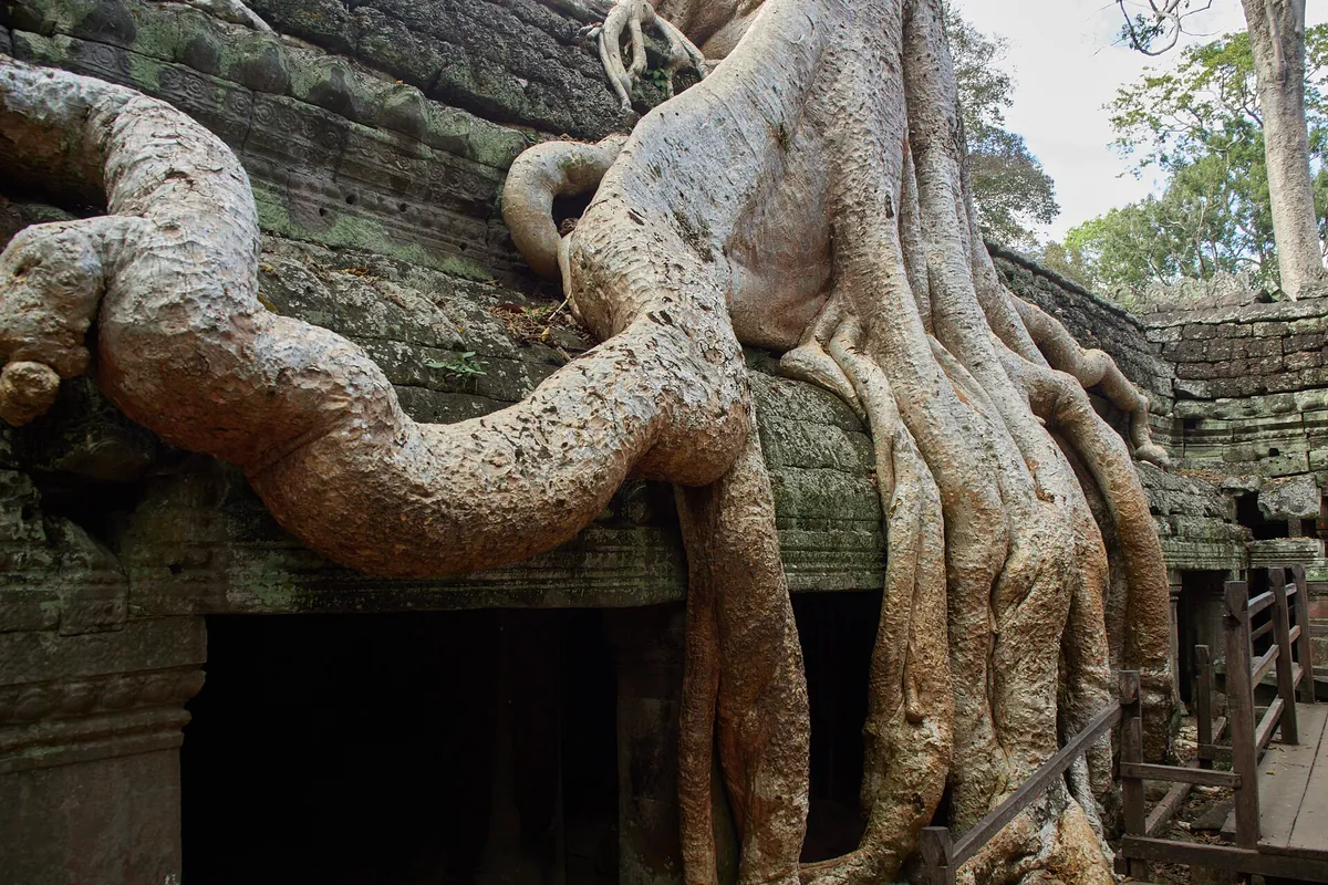 Massive strangler-fig roots spreading over the stone galleries of Ta Prohm, seen on Angkor Wat tours from Siem Reap